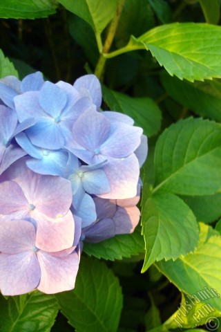 A mobile wallpaper and MMS picture for Apple iPhone 7s, 6s, 5s, 4s, Plus, iPods, iPads, New iPads, Samsung Galaxy S Series and Notes, Sony Ericsson Xperia, LG Mobile Phones, Tablets and Devices: Light blue color Hydrangea -Hortensia- flower.
