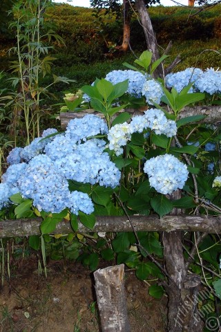 A mobile wallpaper and MMS picture for Apple iPhone 7s, 6s, 5s, 4s, Plus, iPods, iPads, New iPads, Samsung Galaxy S Series and Notes, Sony Ericsson Xperia, LG Mobile Phones, Tablets and Devices: Light blue color Hydrangea -Hortensia- flower.
