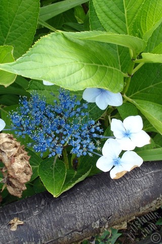 A mobile wallpaper and MMS picture for Apple iPhone 7s, 6s, 5s, 4s, Plus, iPods, iPads, New iPads, Samsung Galaxy S Series and Notes, Sony Ericsson Xperia, LG Mobile Phones, Tablets and Devices: Light blue color Hydrangea -Hortensia- flower.
