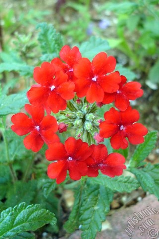 A mobile wallpaper and MMS picture for Apple iPhone 7s, 6s, 5s, 4s, Plus, iPods, iPads, New iPads, Samsung Galaxy S Series and Notes, Sony Ericsson Xperia, LG Mobile Phones, Tablets and Devices: Verbena -Common Vervain- flower.

