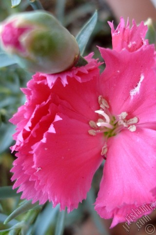 A mobile wallpaper and MMS picture for Apple iPhone 7s, 6s, 5s, 4s, Plus, iPods, iPads, New iPads, Samsung Galaxy S Series and Notes, Sony Ericsson Xperia, LG Mobile Phones, Tablets and Devices: Pink color Carnation -Clove Pink- flower.
