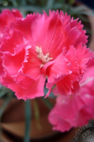 A mobile wallpaper and MMS picture for Apple iPhone 7s, 6s, 5s, 4s, Plus, iPods, iPads, New iPads, Samsung Galaxy S Series and Notes, Sony Ericsson Xperia, LG Mobile Phones, Tablets and Devices: Pink color Carnation -Clove Pink- flower.
