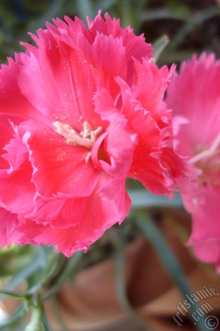A mobile wallpaper and MMS picture for Apple iPhone 7s, 6s, 5s, 4s, Plus, iPods, iPads, New iPads, Samsung Galaxy S Series and Notes, Sony Ericsson Xperia, LG Mobile Phones, Tablets and Devices: Pink color Carnation -Clove Pink- flower.

