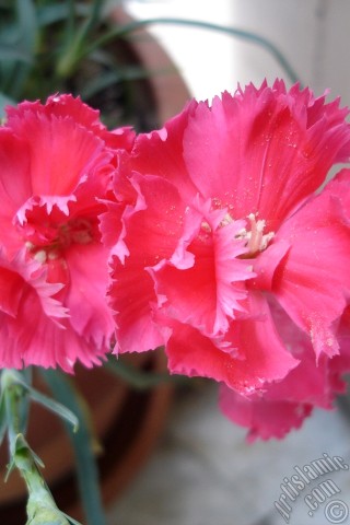 A mobile wallpaper and MMS picture for Apple iPhone 7s, 6s, 5s, 4s, Plus, iPods, iPads, New iPads, Samsung Galaxy S Series and Notes, Sony Ericsson Xperia, LG Mobile Phones, Tablets and Devices: Pink color Carnation -Clove Pink- flower.
