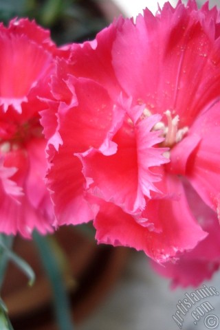 A mobile wallpaper and MMS picture for Apple iPhone 7s, 6s, 5s, 4s, Plus, iPods, iPads, New iPads, Samsung Galaxy S Series and Notes, Sony Ericsson Xperia, LG Mobile Phones, Tablets and Devices: Pink color Carnation -Clove Pink- flower.
