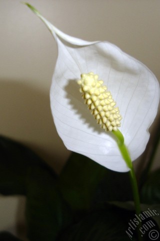 A mobile wallpaper and MMS picture for Apple iPhone 7s, 6s, 5s, 4s, Plus, iPods, iPads, New iPads, Samsung Galaxy S Series and Notes, Sony Ericsson Xperia, LG Mobile Phones, Tablets and Devices: White color Peace Lily -Spath- flower.
