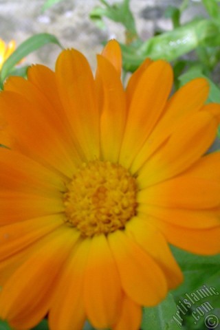 A mobile wallpaper and MMS picture for Apple iPhone 7s, 6s, 5s, 4s, Plus, iPods, iPads, New iPads, Samsung Galaxy S Series and Notes, Sony Ericsson Xperia, LG Mobile Phones, Tablets and Devices: Dark orange color Pot Marigold -Scotch Marigold- flower which is similar to yellow daisy.

