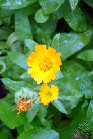 A mobile wallpaper and MMS picture for Apple iPhone 7s, 6s, 5s, 4s, Plus, iPods, iPads, New iPads, Samsung Galaxy S Series and Notes, Sony Ericsson Xperia, LG Mobile Phones, Tablets and Devices: Dark orange color Pot Marigold -Scotch Marigold- flower which is similar to yellow daisy.
