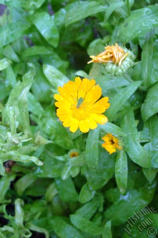 A mobile wallpaper and MMS picture for Apple iPhone 7s, 6s, 5s, 4s, Plus, iPods, iPads, New iPads, Samsung Galaxy S Series and Notes, Sony Ericsson Xperia, LG Mobile Phones, Tablets and Devices: Dark orange color Pot Marigold -Scotch Marigold- flower which is similar to yellow daisy.
