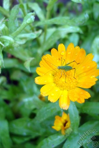 A mobile wallpaper and MMS picture for Apple iPhone 7s, 6s, 5s, 4s, Plus, iPods, iPads, New iPads, Samsung Galaxy S Series and Notes, Sony Ericsson Xperia, LG Mobile Phones, Tablets and Devices: Dark orange color Pot Marigold -Scotch Marigold- flower which is similar to yellow daisy.
