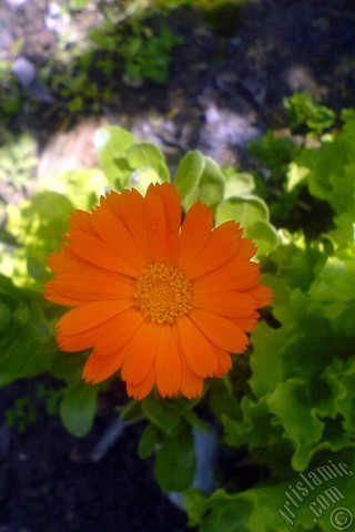 A mobile wallpaper and MMS picture for Apple iPhone 7s, 6s, 5s, 4s, Plus, iPods, iPads, New iPads, Samsung Galaxy S Series and Notes, Sony Ericsson Xperia, LG Mobile Phones, Tablets and Devices: Dark orange color Pot Marigold -Scotch Marigold- flower which is similar to yellow daisy.
