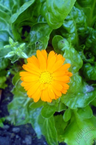 A mobile wallpaper and MMS picture for Apple iPhone 7s, 6s, 5s, 4s, Plus, iPods, iPads, New iPads, Samsung Galaxy S Series and Notes, Sony Ericsson Xperia, LG Mobile Phones, Tablets and Devices: Dark orange color Pot Marigold -Scotch Marigold- flower which is similar to yellow daisy.
