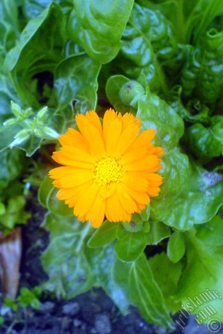 A mobile wallpaper and MMS picture for Apple iPhone 7s, 6s, 5s, 4s, Plus, iPods, iPads, New iPads, Samsung Galaxy S Series and Notes, Sony Ericsson Xperia, LG Mobile Phones, Tablets and Devices: Dark orange color Pot Marigold -Scotch Marigold- flower which is similar to yellow daisy.
