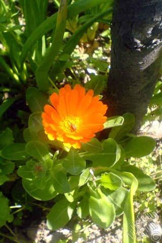 A mobile wallpaper and MMS picture for Apple iPhone 7s, 6s, 5s, 4s, Plus, iPods, iPads, New iPads, Samsung Galaxy S Series and Notes, Sony Ericsson Xperia, LG Mobile Phones, Tablets and Devices: Dark orange color Pot Marigold -Scotch Marigold- flower which is similar to yellow daisy.
