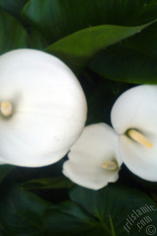 A mobile wallpaper and MMS picture for Apple iPhone 7s, 6s, 5s, 4s, Plus, iPods, iPads, New iPads, Samsung Galaxy S Series and Notes, Sony Ericsson Xperia, LG Mobile Phones, Tablets and Devices: White color Arum Lily -Calla Lily- flower.
