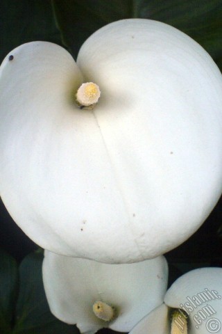 A mobile wallpaper and MMS picture for Apple iPhone 7s, 6s, 5s, 4s, Plus, iPods, iPads, New iPads, Samsung Galaxy S Series and Notes, Sony Ericsson Xperia, LG Mobile Phones, Tablets and Devices: White color Arum Lily -Calla Lily- flower.
