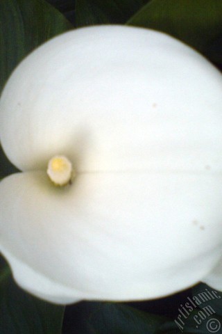 A mobile wallpaper and MMS picture for Apple iPhone 7s, 6s, 5s, 4s, Plus, iPods, iPads, New iPads, Samsung Galaxy S Series and Notes, Sony Ericsson Xperia, LG Mobile Phones, Tablets and Devices: White color Arum Lily -Calla Lily- flower.
