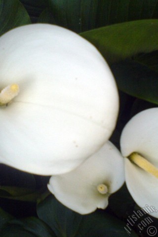 A mobile wallpaper and MMS picture for Apple iPhone 7s, 6s, 5s, 4s, Plus, iPods, iPads, New iPads, Samsung Galaxy S Series and Notes, Sony Ericsson Xperia, LG Mobile Phones, Tablets and Devices: White color Arum Lily -Calla Lily- flower.
