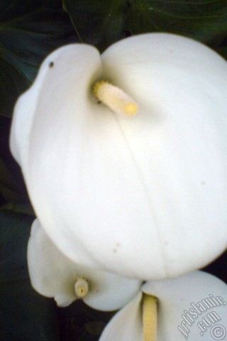 A mobile wallpaper and MMS picture for Apple iPhone 7s, 6s, 5s, 4s, Plus, iPods, iPads, New iPads, Samsung Galaxy S Series and Notes, Sony Ericsson Xperia, LG Mobile Phones, Tablets and Devices: White color Arum Lily -Calla Lily- flower.
