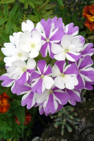 A mobile wallpaper and MMS picture for Apple iPhone 7s, 6s, 5s, 4s, Plus, iPods, iPads, New iPads, Samsung Galaxy S Series and Notes, Sony Ericsson Xperia, LG Mobile Phones, Tablets and Devices: Verbena -Common Vervain- flower.
