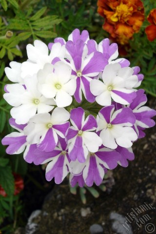 A mobile wallpaper and MMS picture for Apple iPhone 7s, 6s, 5s, 4s, Plus, iPods, iPads, New iPads, Samsung Galaxy S Series and Notes, Sony Ericsson Xperia, LG Mobile Phones, Tablets and Devices: Verbena -Common Vervain- flower.

