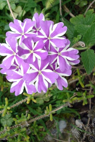 A mobile wallpaper and MMS picture for Apple iPhone 7s, 6s, 5s, 4s, Plus, iPods, iPads, New iPads, Samsung Galaxy S Series and Notes, Sony Ericsson Xperia, LG Mobile Phones, Tablets and Devices: Verbena -Common Vervain- flower.
