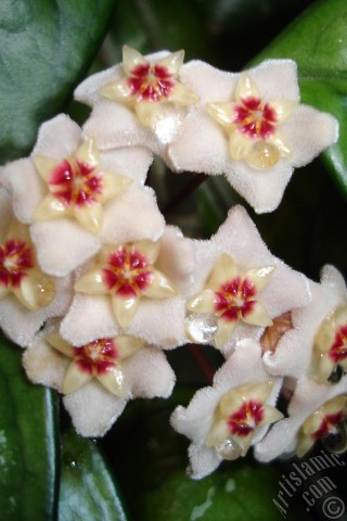 A mobile wallpaper and MMS picture for Apple iPhone 7s, 6s, 5s, 4s, Plus, iPods, iPads, New iPads, Samsung Galaxy S Series and Notes, Sony Ericsson Xperia, LG Mobile Phones, Tablets and Devices: Wax Plant flower.

