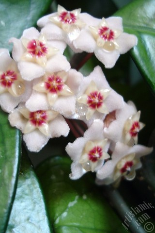 A mobile wallpaper and MMS picture for Apple iPhone 7s, 6s, 5s, 4s, Plus, iPods, iPads, New iPads, Samsung Galaxy S Series and Notes, Sony Ericsson Xperia, LG Mobile Phones, Tablets and Devices: Wax Plant flower.
