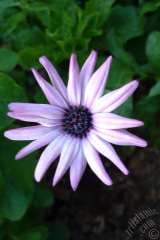A mobile wallpaper and MMS picture for Apple iPhone 7s, 6s, 5s, 4s, Plus, iPods, iPads, New iPads, Samsung Galaxy S Series and Notes, Sony Ericsson Xperia, LG Mobile Phones, Tablets and Devices: Pink color Trailing African Daisy -Freeway Daisy, Blue Eyed Daisy- flower.
