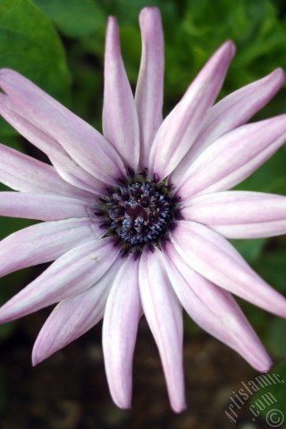 A mobile wallpaper and MMS picture for Apple iPhone 7s, 6s, 5s, 4s, Plus, iPods, iPads, New iPads, Samsung Galaxy S Series and Notes, Sony Ericsson Xperia, LG Mobile Phones, Tablets and Devices: Pink color Trailing African Daisy -Freeway Daisy, Blue Eyed Daisy- flower.
