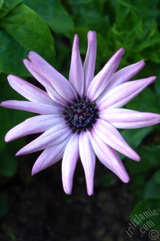 A mobile wallpaper and MMS picture for Apple iPhone 7s, 6s, 5s, 4s, Plus, iPods, iPads, New iPads, Samsung Galaxy S Series and Notes, Sony Ericsson Xperia, LG Mobile Phones, Tablets and Devices: Pink color Trailing African Daisy -Freeway Daisy, Blue Eyed Daisy- flower.
