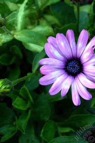A mobile wallpaper and MMS picture for Apple iPhone 7s, 6s, 5s, 4s, Plus, iPods, iPads, New iPads, Samsung Galaxy S Series and Notes, Sony Ericsson Xperia, LG Mobile Phones, Tablets and Devices: Pink color Trailing African Daisy -Freeway Daisy, Blue Eyed Daisy- flower.
