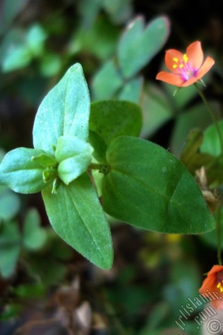 A mobile wallpaper and MMS picture for Apple iPhone 7s, 6s, 5s, 4s, Plus, iPods, iPads, New iPads, Samsung Galaxy S Series and Notes, Sony Ericsson Xperia, LG Mobile Phones, Tablets and Devices: Shamrock -Wood Sorrel- flower.
