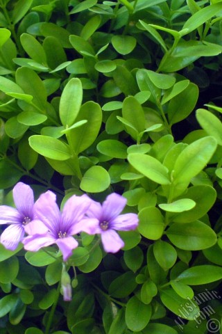 A mobile wallpaper and MMS picture for Apple iPhone 7s, 6s, 5s, 4s, Plus, iPods, iPads, New iPads, Samsung Galaxy S Series and Notes, Sony Ericsson Xperia, LG Mobile Phones, Tablets and Devices: Shamrock -Wood Sorrel- flower.
