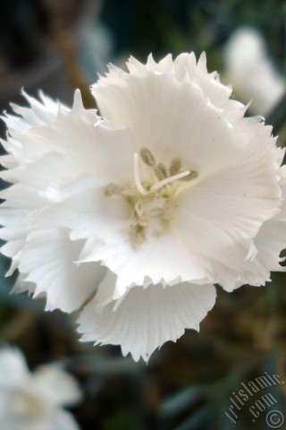 A mobile wallpaper and MMS picture for Apple iPhone 7s, 6s, 5s, 4s, Plus, iPods, iPads, New iPads, Samsung Galaxy S Series and Notes, Sony Ericsson Xperia, LG Mobile Phones, Tablets and Devices: White color Carnation -Clove Pink- flower.
