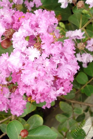 A mobile wallpaper and MMS picture for Apple iPhone 7s, 6s, 5s, 4s, Plus, iPods, iPads, New iPads, Samsung Galaxy S Series and Notes, Sony Ericsson Xperia, LG Mobile Phones, Tablets and Devices: Crape Myrtle -Crepe Myrtle- flower.
