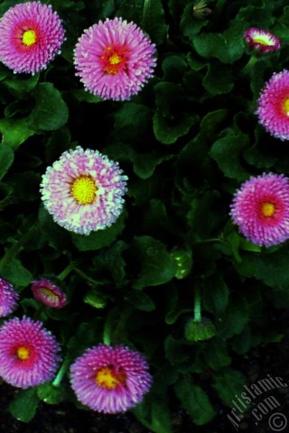 A mobile wallpaper and MMS picture for Apple iPhone 7s, 6s, 5s, 4s, Plus, iPods, iPads, New iPads, Samsung Galaxy S Series and Notes, Sony Ericsson Xperia, LG Mobile Phones, Tablets and Devices: Some pink wildflowers.
