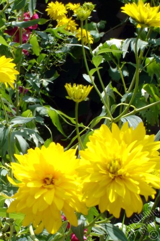 A mobile wallpaper and MMS picture for Apple iPhone 7s, 6s, 5s, 4s, Plus, iPods, iPads, New iPads, Samsung Galaxy S Series and Notes, Sony Ericsson Xperia, LG Mobile Phones, Tablets and Devices: Yellow color Double Kerria -Wild Rose, Japanese Rose- flower.
