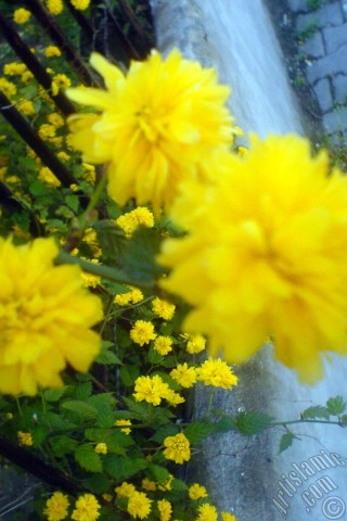 A mobile wallpaper and MMS picture for Apple iPhone 7s, 6s, 5s, 4s, Plus, iPods, iPads, New iPads, Samsung Galaxy S Series and Notes, Sony Ericsson Xperia, LG Mobile Phones, Tablets and Devices: Yellow color Double Kerria -Wild Rose, Japanese Rose- flower.
