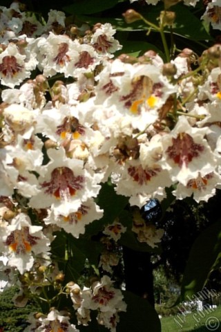 A mobile wallpaper and MMS picture for Apple iPhone 7s, 6s, 5s, 4s, Plus, iPods, iPads, New iPads, Samsung Galaxy S Series and Notes, Sony Ericsson Xperia, LG Mobile Phones, Tablets and Devices: Southern Catalpa -Indian Bean Tree- flower.
