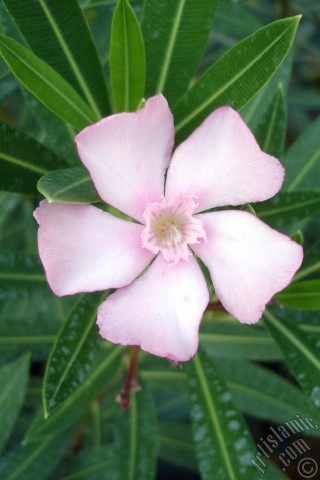 A mobile wallpaper and MMS picture for Apple iPhone 7s, 6s, 5s, 4s, Plus, iPods, iPads, New iPads, Samsung Galaxy S Series and Notes, Sony Ericsson Xperia, LG Mobile Phones, Tablets and Devices: Oleander Tree`s pink flower.
