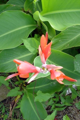A mobile wallpaper and MMS picture for Apple iPhone 7s, 6s, 5s, 4s, Plus, iPods, iPads, New iPads, Samsung Galaxy S Series and Notes, Sony Ericsson Xperia, LG Mobile Phones, Tablets and Devices: A picture of Pink Justicia plant.
