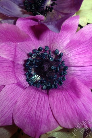 A mobile wallpaper and MMS picture for Apple iPhone 7s, 6s, 5s, 4s, Plus, iPods, iPads, New iPads, Samsung Galaxy S Series and Notes, Sony Ericsson Xperia, LG Mobile Phones, Tablets and Devices: A bouquet consisting of purple flowers.
