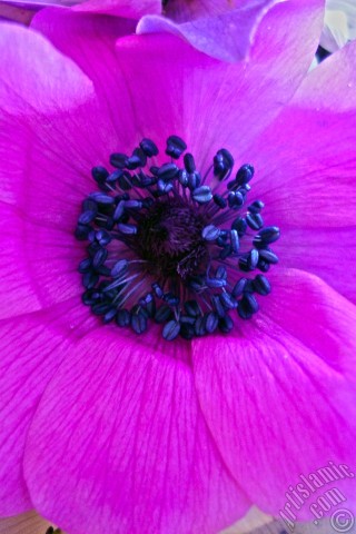 A mobile wallpaper and MMS picture for Apple iPhone 7s, 6s, 5s, 4s, Plus, iPods, iPads, New iPads, Samsung Galaxy S Series and Notes, Sony Ericsson Xperia, LG Mobile Phones, Tablets and Devices: A bouquet consisting of purple flowers.
