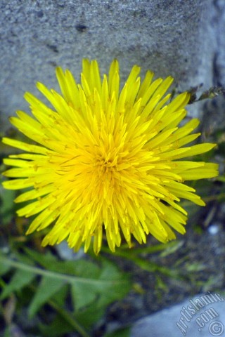 A mobile wallpaper and MMS picture for Apple iPhone 7s, 6s, 5s, 4s, Plus, iPods, iPads, New iPads, Samsung Galaxy S Series and Notes, Sony Ericsson Xperia, LG Mobile Phones, Tablets and Devices: A yellow color flower from Asteraceae Family similar to yellow daisy.
