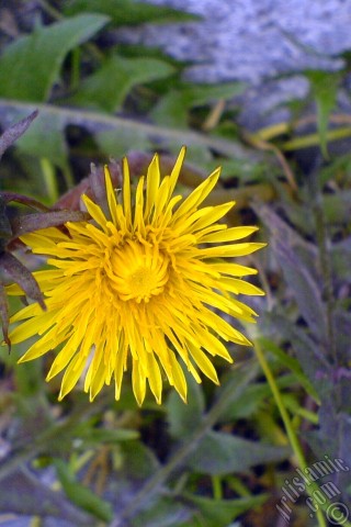 A mobile wallpaper and MMS picture for Apple iPhone 7s, 6s, 5s, 4s, Plus, iPods, iPads, New iPads, Samsung Galaxy S Series and Notes, Sony Ericsson Xperia, LG Mobile Phones, Tablets and Devices: A yellow color flower from Asteraceae Family similar to yellow daisy.
