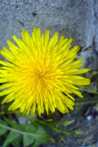 A mobile wallpaper and MMS picture for Apple iPhone 7s, 6s, 5s, 4s, Plus, iPods, iPads, New iPads, Samsung Galaxy S Series and Notes, Sony Ericsson Xperia, LG Mobile Phones, Tablets and Devices: A yellow color flower from Asteraceae Family similar to yellow daisy.
