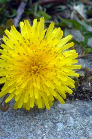 A mobile wallpaper and MMS picture for Apple iPhone 7s, 6s, 5s, 4s, Plus, iPods, iPads, New iPads, Samsung Galaxy S Series and Notes, Sony Ericsson Xperia, LG Mobile Phones, Tablets and Devices: A yellow color flower from Asteraceae Family similar to yellow daisy.

