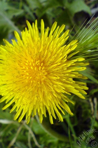 A mobile wallpaper and MMS picture for Apple iPhone 7s, 6s, 5s, 4s, Plus, iPods, iPads, New iPads, Samsung Galaxy S Series and Notes, Sony Ericsson Xperia, LG Mobile Phones, Tablets and Devices: A yellow color flower from Asteraceae Family similar to yellow daisy.
