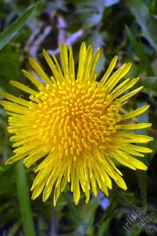 A mobile wallpaper and MMS picture for Apple iPhone 7s, 6s, 5s, 4s, Plus, iPods, iPads, New iPads, Samsung Galaxy S Series and Notes, Sony Ericsson Xperia, LG Mobile Phones, Tablets and Devices: A yellow color flower from Asteraceae Family similar to yellow daisy.
